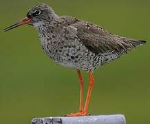 Common Redshank