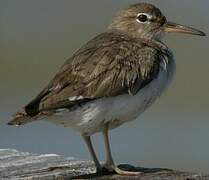 Spotted Sandpiper