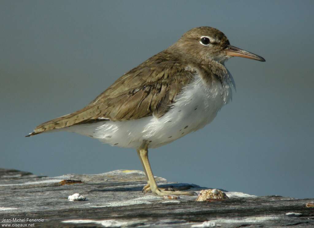 Spotted Sandpiperadult