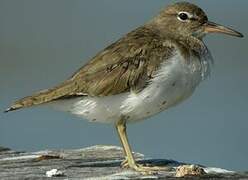 Spotted Sandpiper