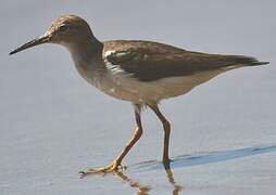 Spotted Sandpiper