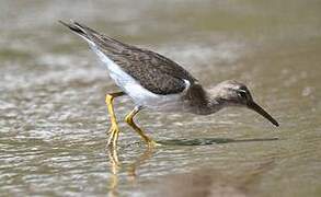 Spotted Sandpiper