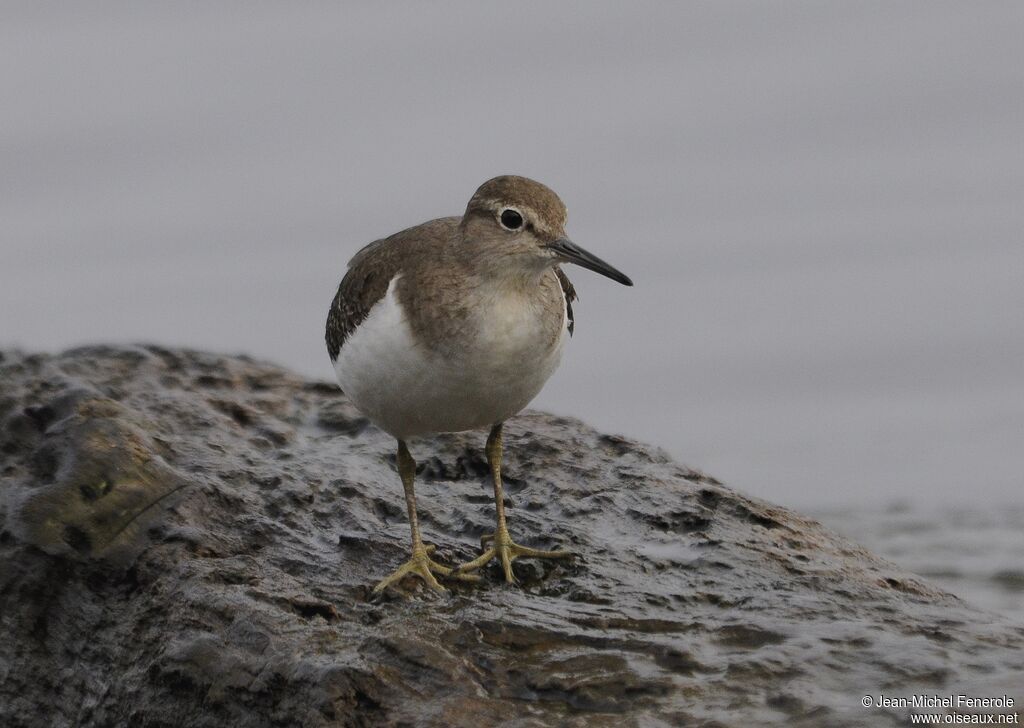 Common Sandpiper