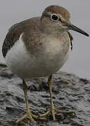 Common Sandpiper