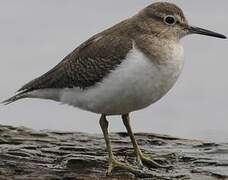 Common Sandpiper