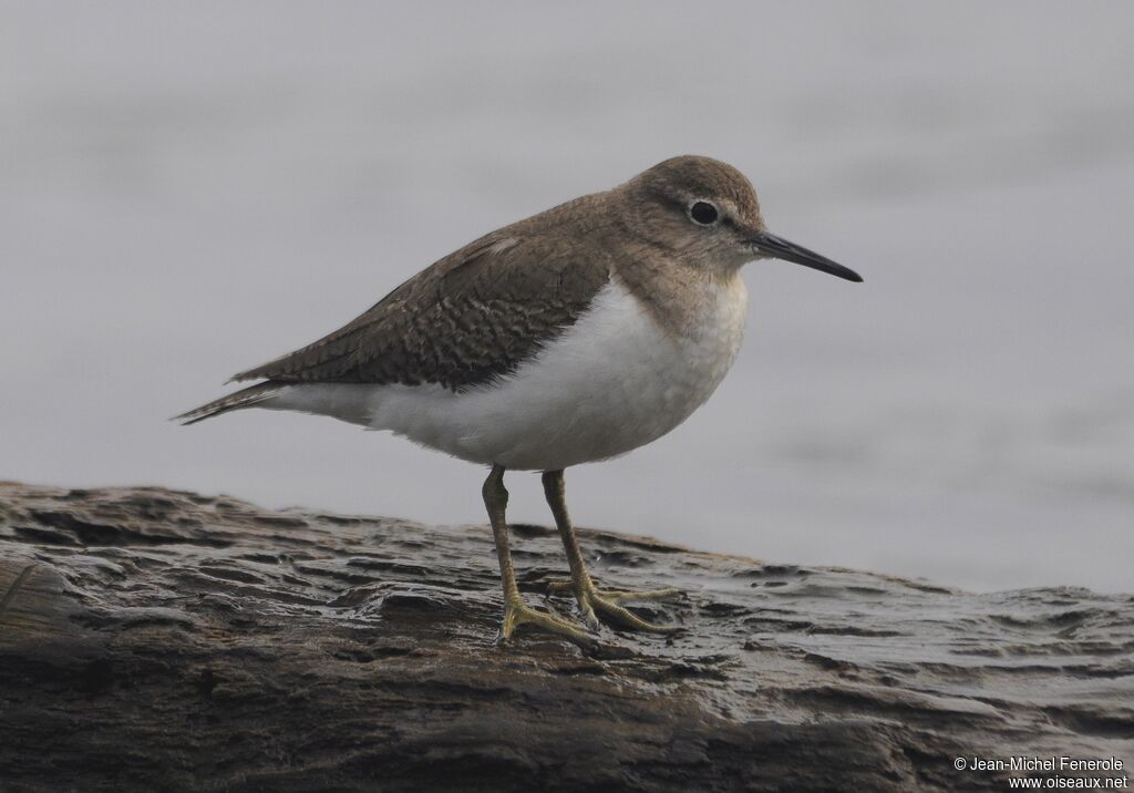 Common Sandpiper