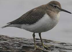 Common Sandpiper