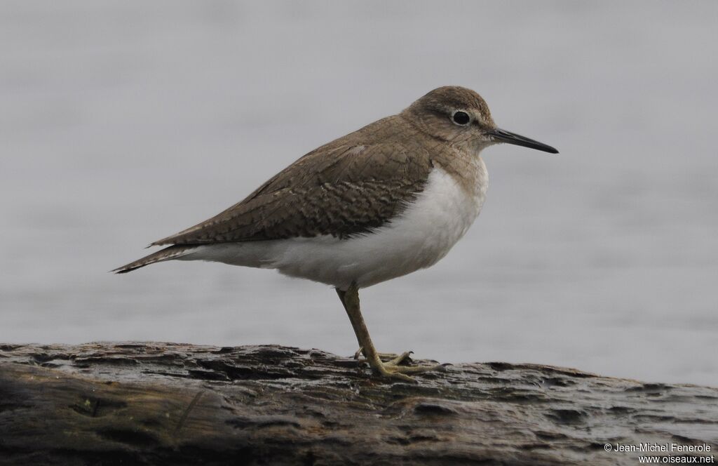 Common Sandpiper