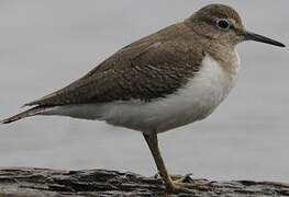 Common Sandpiper