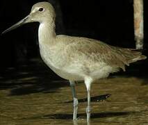 Willet