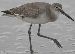 Willet