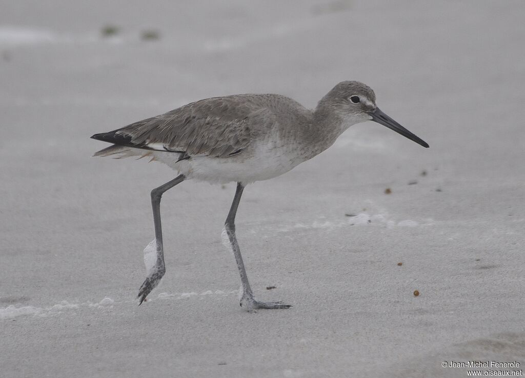 Willet