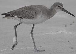 Willet