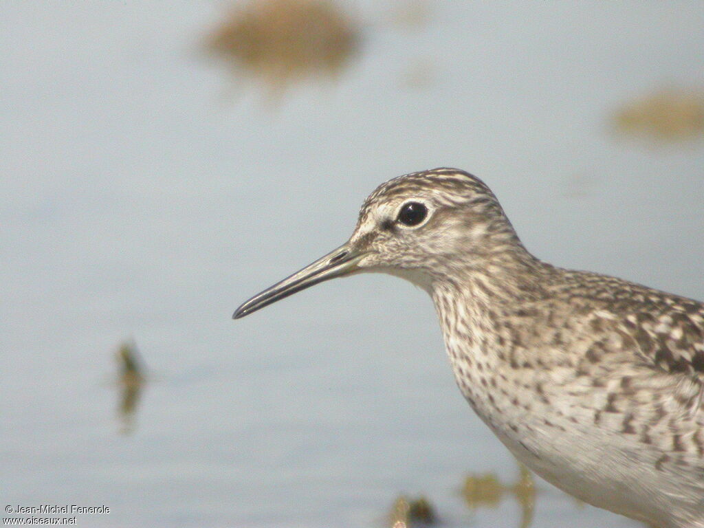 Wood Sandpiper