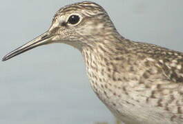 Wood Sandpiper