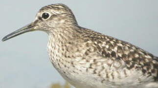 Wood Sandpiper