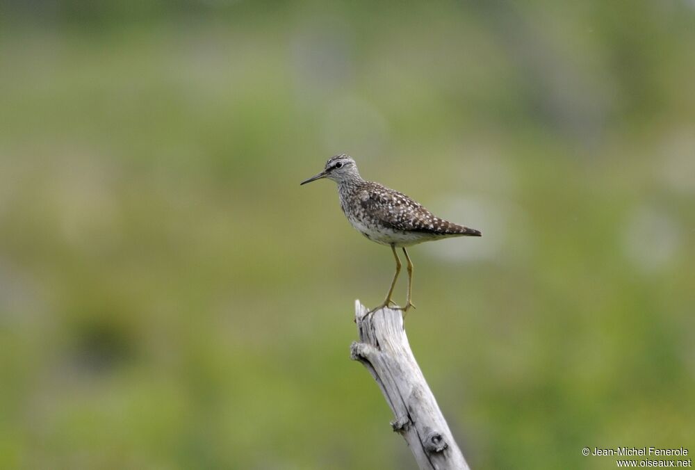 Wood Sandpiper
