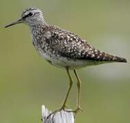 Wood Sandpiper