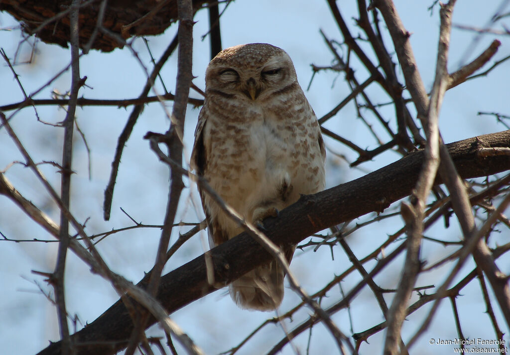 Spotted Owlet