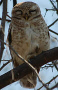 Spotted Owlet