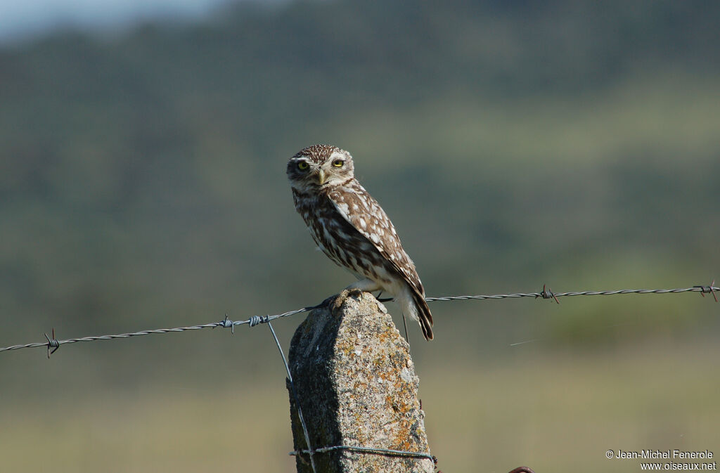 Little Owl