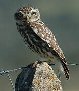 Little Owl