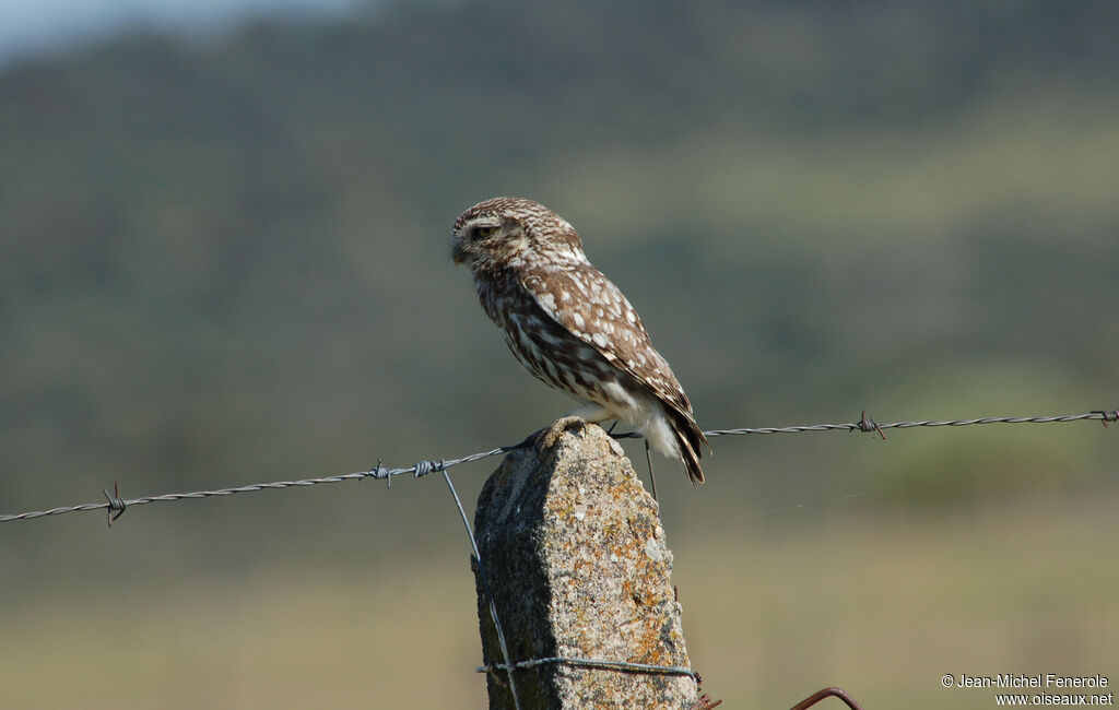 Little Owl