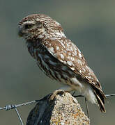 Little Owl