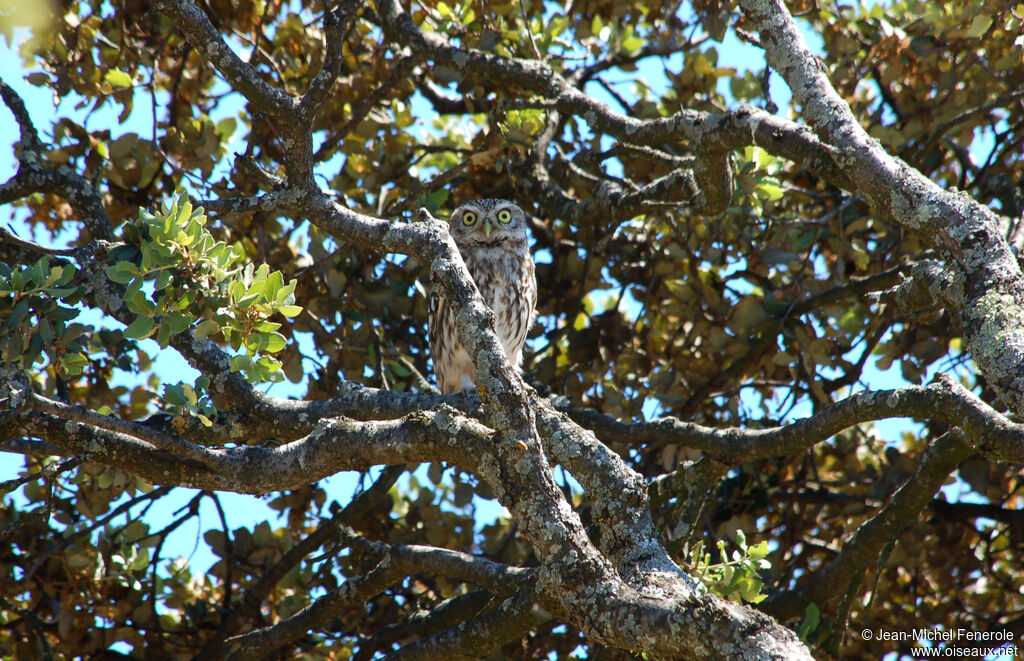 Little Owl