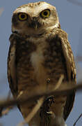 Burrowing Owl