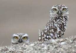 Burrowing Owl