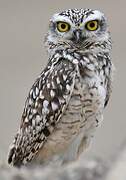 Burrowing Owl