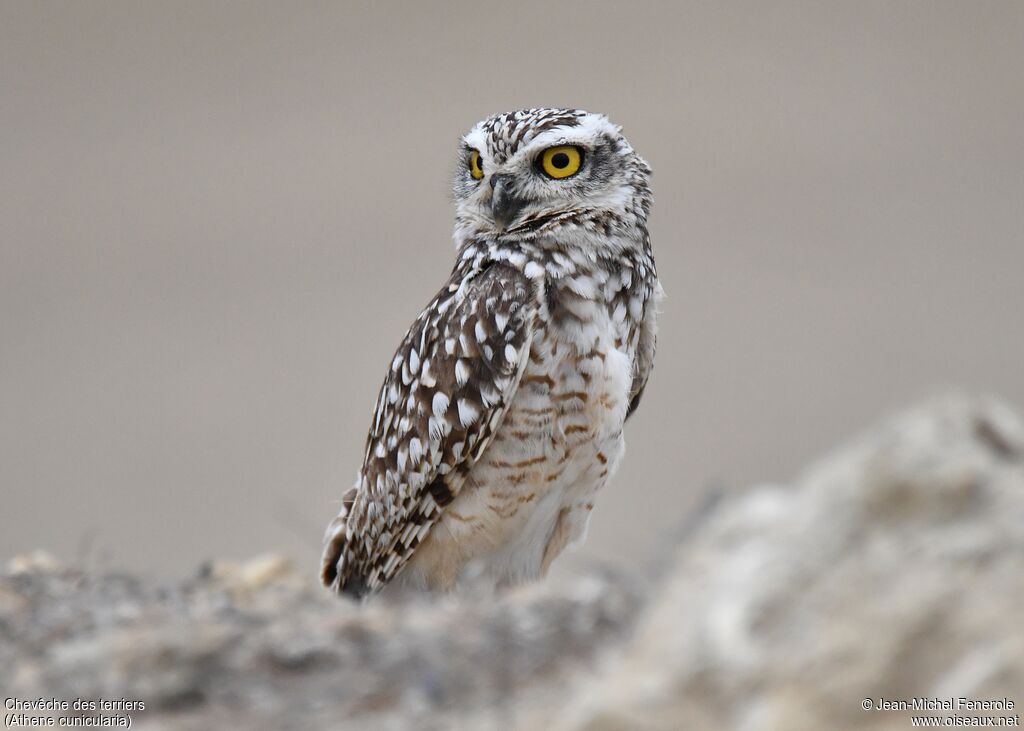 Burrowing Owl