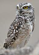 Burrowing Owl