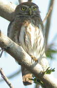 Ferruginous Pygmy Owl