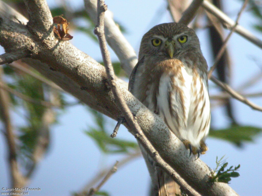 Ferruginous Pygmy Owl