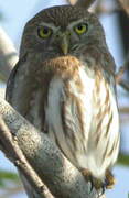 Ferruginous Pygmy Owl