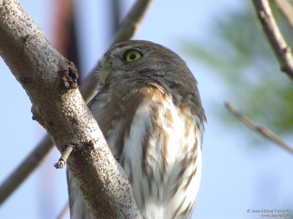 Ferruginous Pygmy Owl