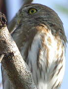 Ferruginous Pygmy Owl