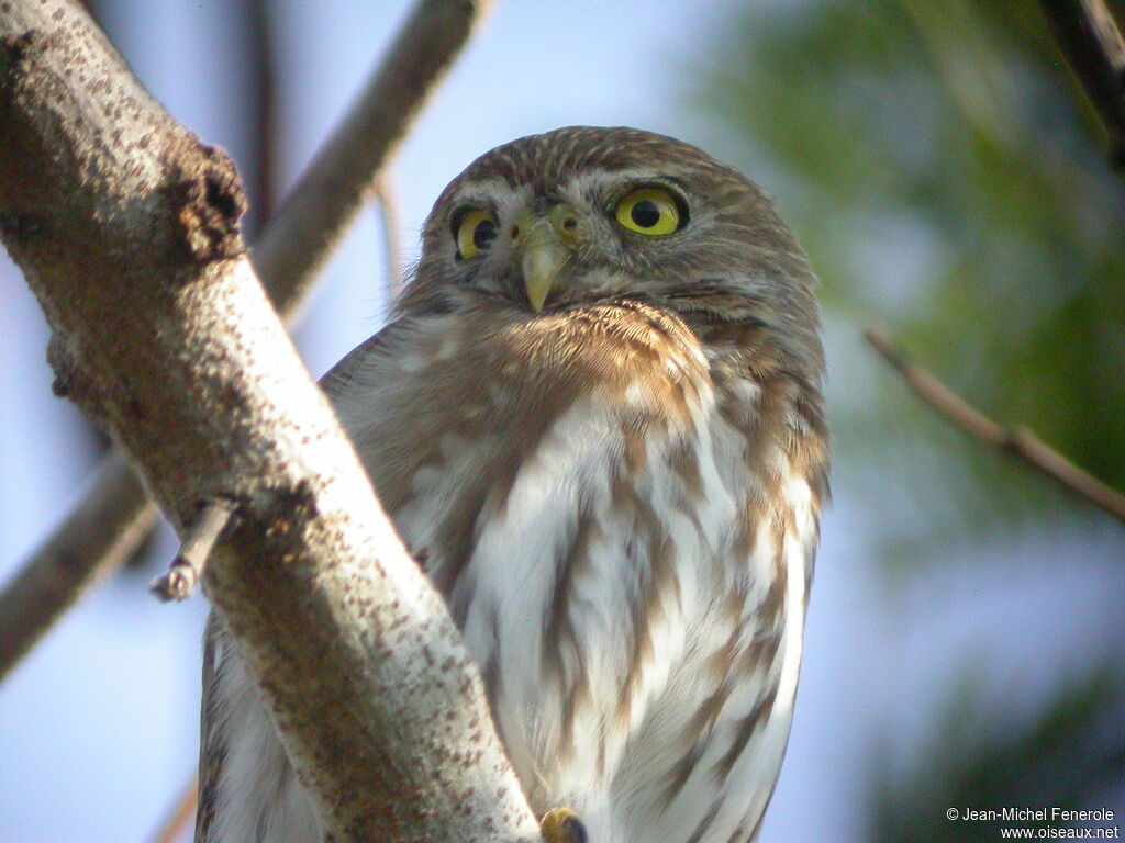 Ferruginous Pygmy Owl