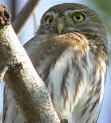 Ferruginous Pygmy Owl