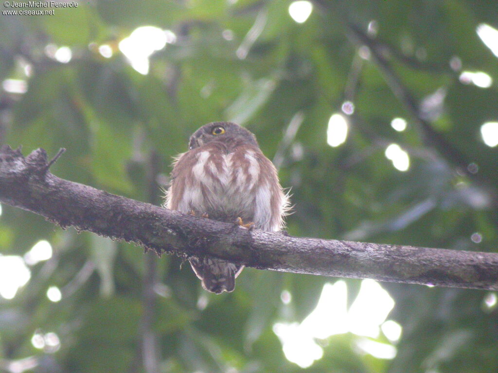 Amazonian Pygmy Owl