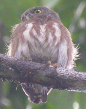 Chevêchette d'Amazonie