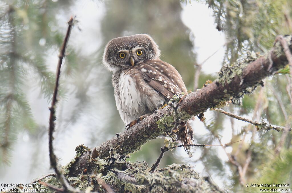 Eurasian Pygmy Owl