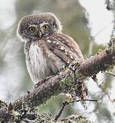 Eurasian Pygmy Owl