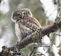 Eurasian Pygmy Owl