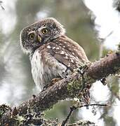 Eurasian Pygmy Owl