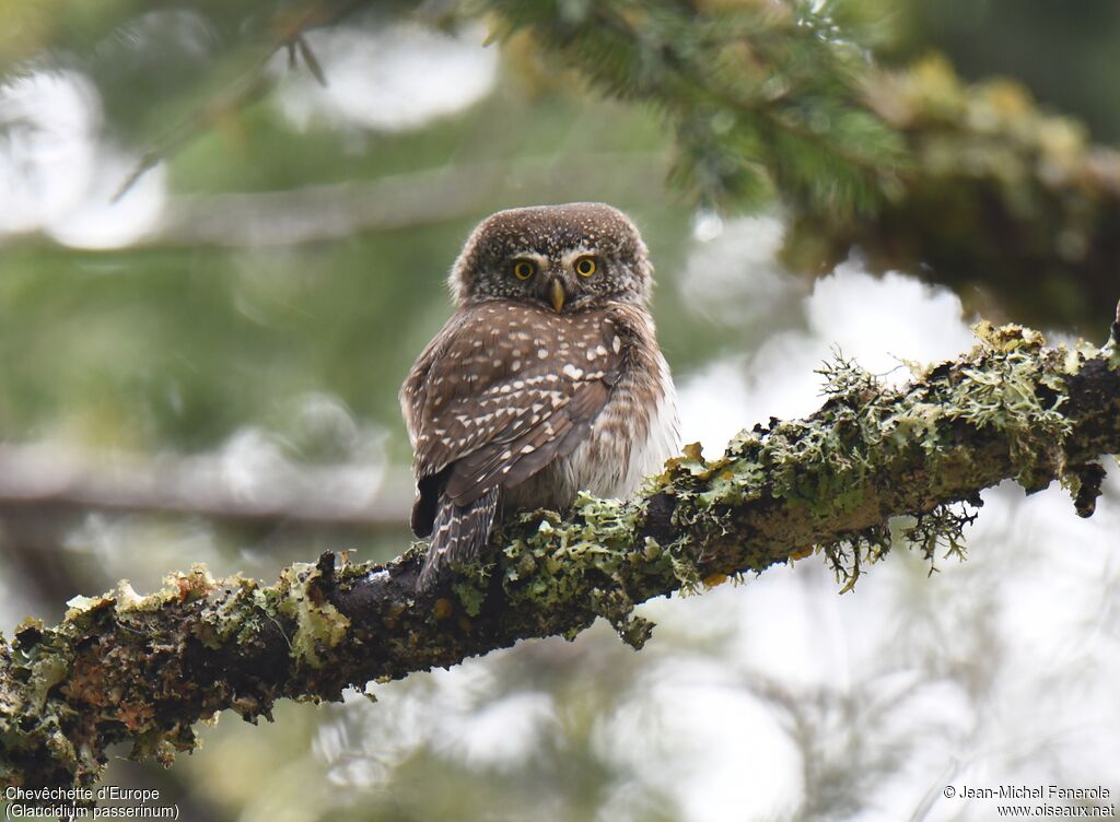 Eurasian Pygmy Owl