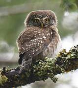 Eurasian Pygmy Owl