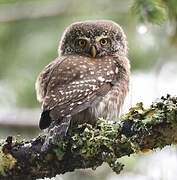 Eurasian Pygmy Owl